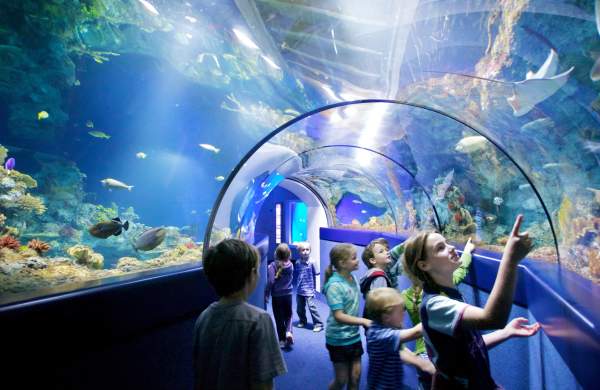 A group of children looking into a tank while walking through the tunnel at Bristol Aquarium - credit Bristol Aquarium