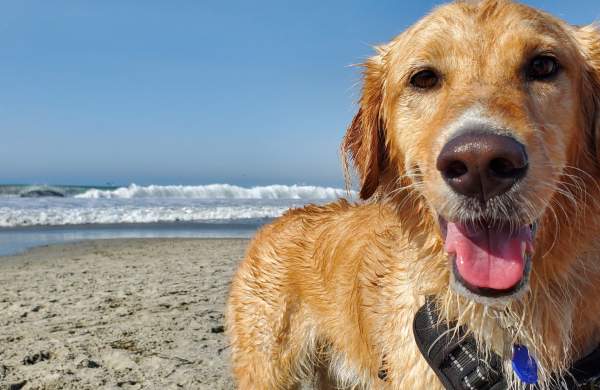 A wet dog on a beach - credit Greg Jenkins