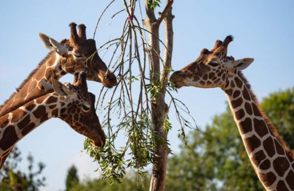 Giraffes at Bristol Zoo Project - credit Bristol Zoo Project