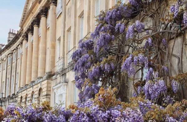 Camden Crescent - Wisteria