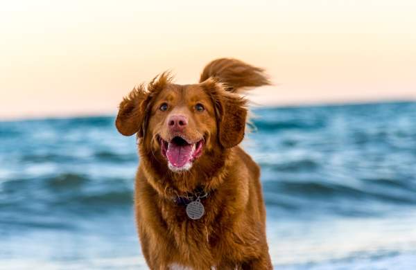 10 Ways to Spoil Your Dog on Cape Cod