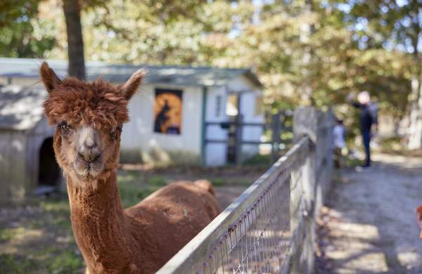 Where do Cape Cod locals actually go?
