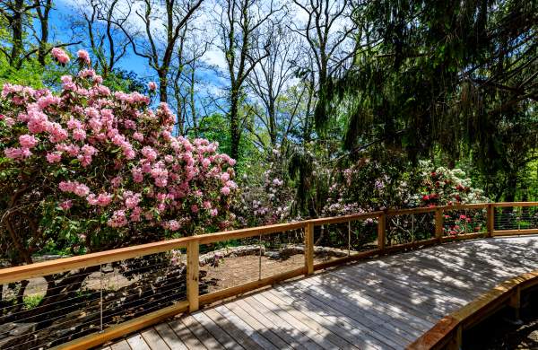 Hello Spring! Cape Cod In Bloom