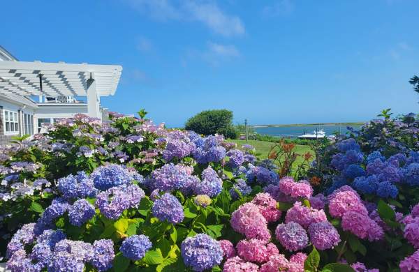 Insider's Guide to Cape Cod Hydrangea Fest