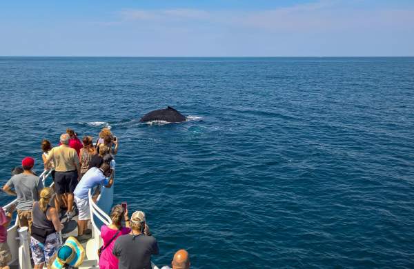 Cape Cod Whale Watching Guide: Best Time, Tours & Tips
