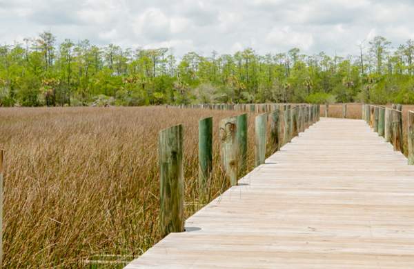 Boardwalk over the marsh at Palmetto Islands County Park