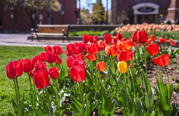Tulips in park downtown