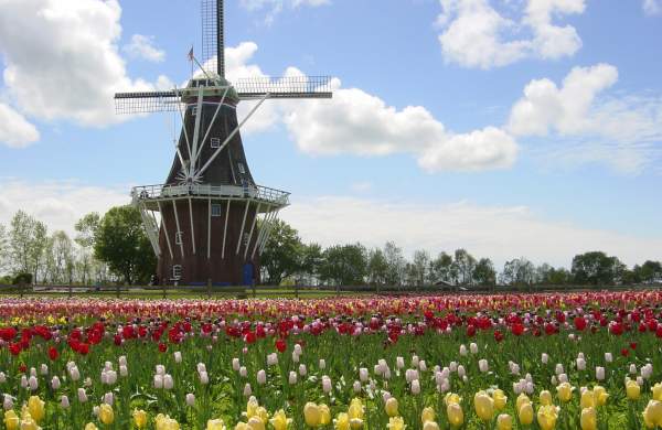 DeZwaan Windmill Tulips