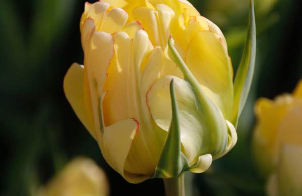 Tulip shot M_Hildore