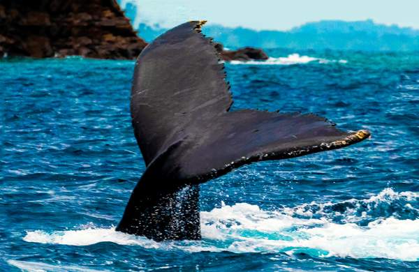 Humpback whale tail emerging from the Pacific Ocean in West Panama Province.