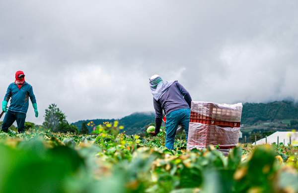 Farmer handling produce in a farming field at Cerro Punta