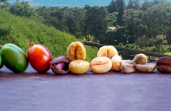 The green beans are roasted to develop their flavor and aroma. The color changes from green to brown, and the beans expand in size.