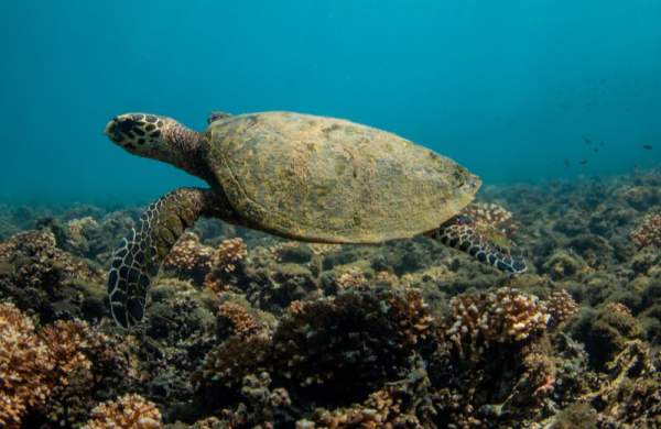 A large sea turtle swims gracefully over a vibrant coral reef.