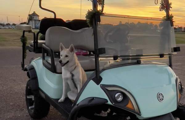golf cart with dog