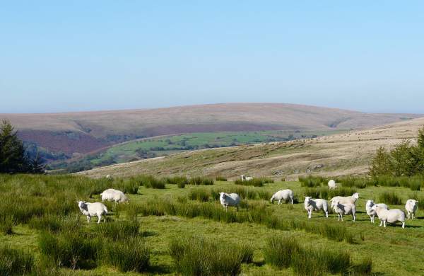 Sheep in the countryside