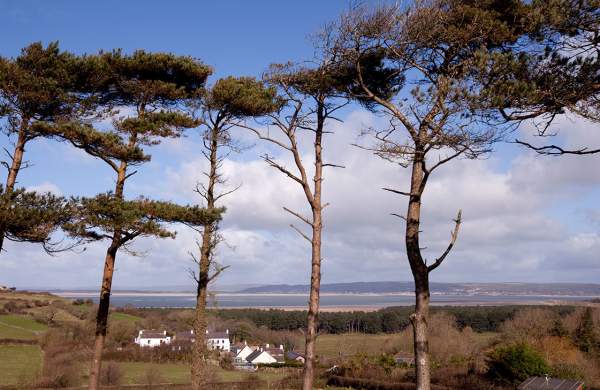 5 very tall trees, sparsely planted, with Llanmadoc village and the Lloughor Estuary in the background.