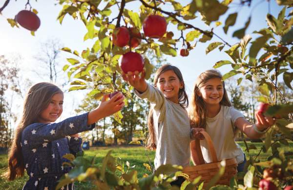 Apple Picking in Central Ohio