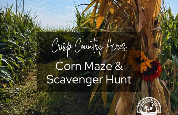 Corn Maze & Scavenger Hunt