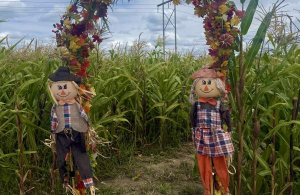 Corn Maze & Scavenger Hunt