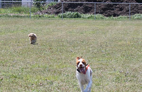 Bark in the Park 2024