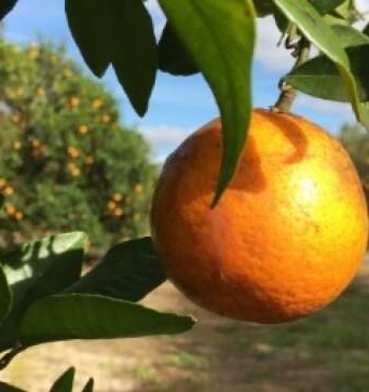 ridge-island-groves-citrus.jpg.640.0.imagerendition