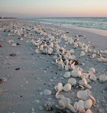 Florida Shelling Jupiter Island; We traveled FROM the seashell