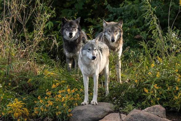 Wolf Park