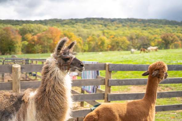Llama and alpaca at a pasture fence with fall foliage on the hillside in Loudoun County
