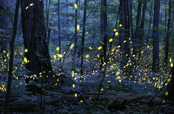 Synchronous_Fireflies_Elkmont_Photo-Credit-Radim-Schreiber-1024x677