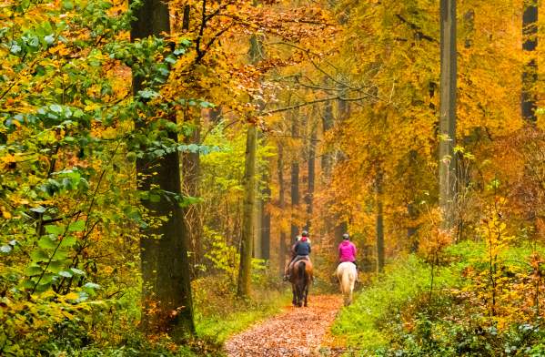 Horseback riding fall smokies