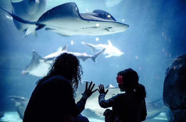 Ripley's Aquarium of the Smokies