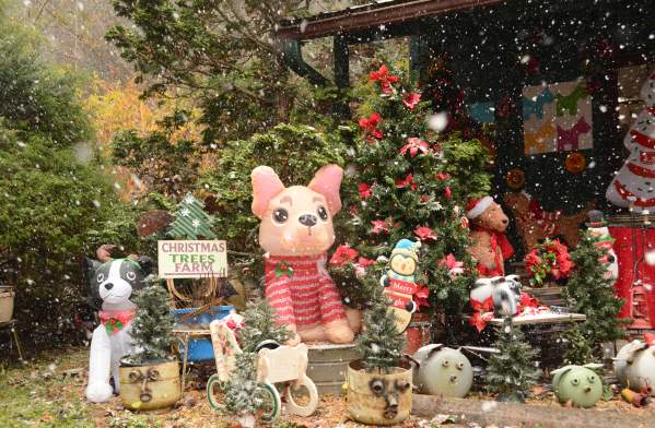 Apple Annie's Sip n Shop