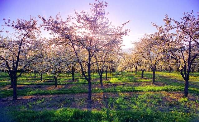 Spring
