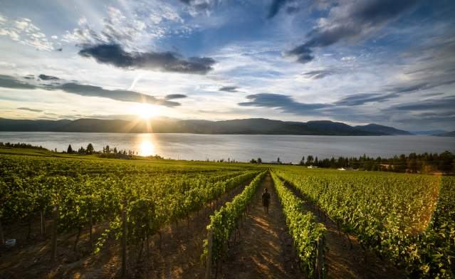CedarCreek Winery Vineyard