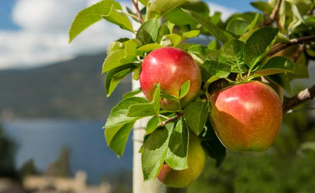 Apple Tree