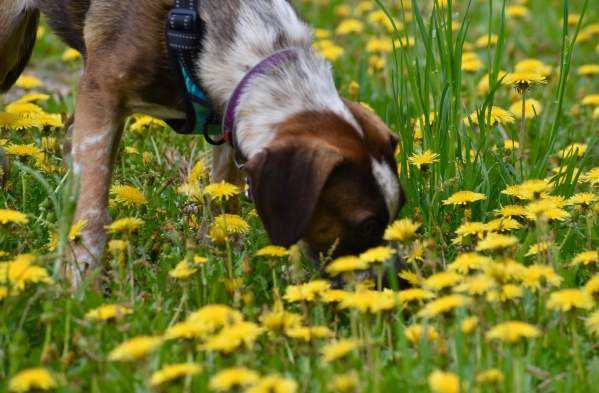 5 Tips on Visiting Fort Collins With Your Dog