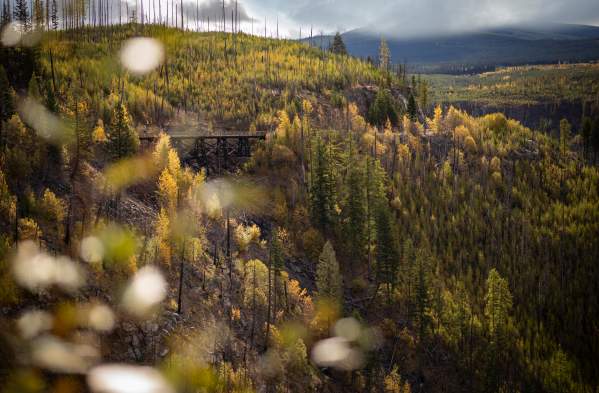 Where to See Golden Larches Near Kelowna, BC