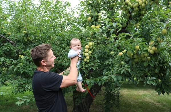 Apple Picking in Kelowna: U-Pick Orchards & Fruit Stands in the Okanagan Valley