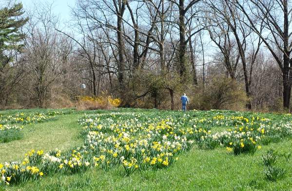 Helen Link's Daffodils