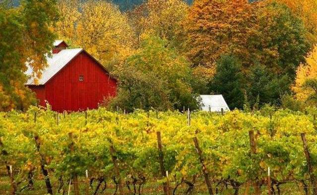 Friday Night Live Music at Saginaw Vineyard