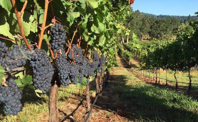 Summer Concerts at Bennett Vineyards