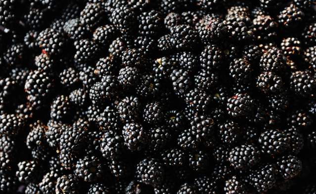 Blackberry Jam Festival