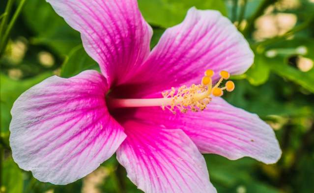Oregon Aloha Festival