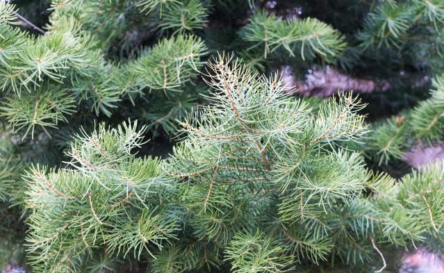 Choose 'n' Cut Christmas Trees