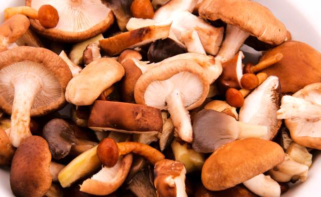 Mushroom Festival at Mount Pisgah Arboretum