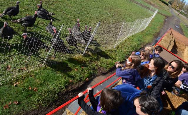 Harvest Days & Corn Maze