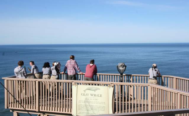 Winter Whale Watch Week
