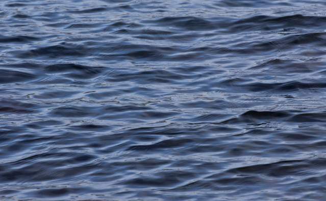 Spring Whale Watch Week