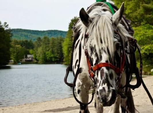 Ruggiero's Public Horseback Riding and Cabin Rentals