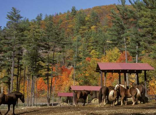 Saddle Up Stables